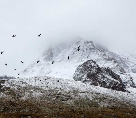 birds cold fog 4037 825x550 1