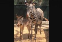 Animal Kingdom Zebras