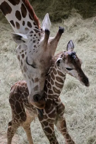 Baby Zebras Born