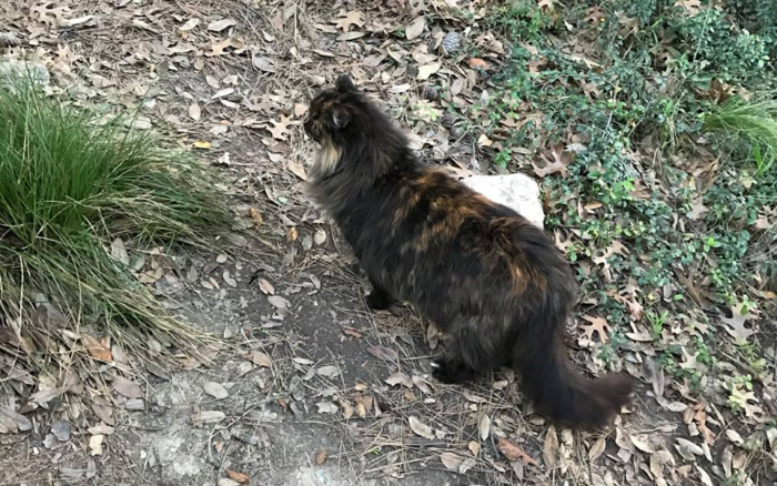 Cats of Disneyland