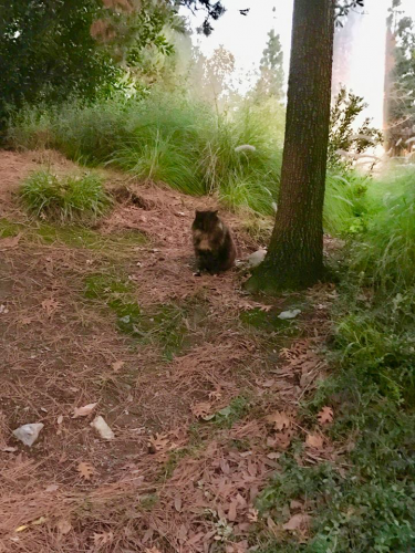 Francisco Cat from Disneyland