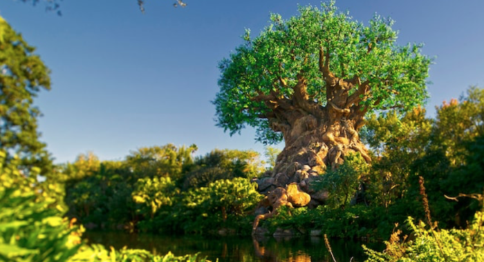 Best Attractions Animal Kingdom Little No Wait