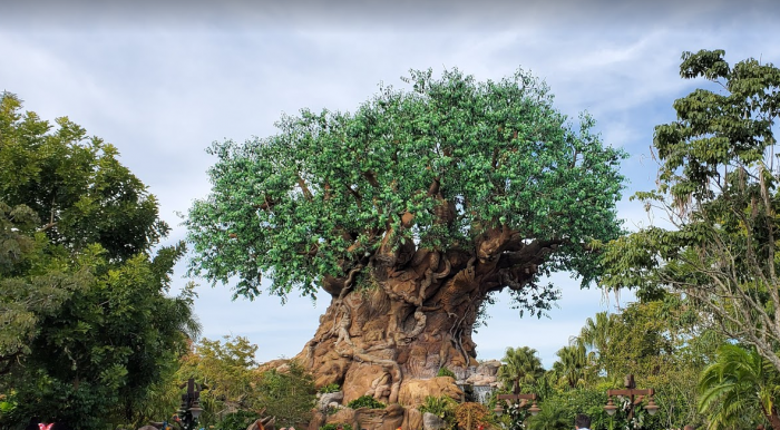 How to Plan a Last-Minute Trip to Disney World 3