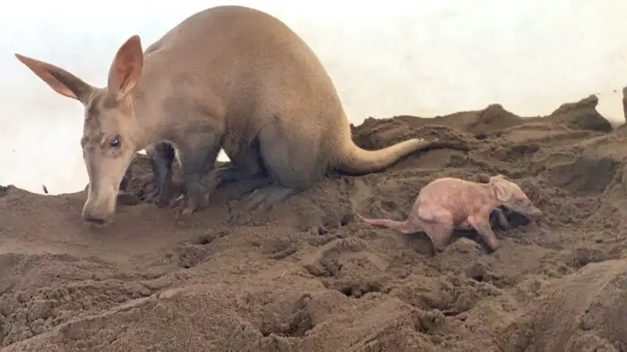 A is for Aardvark: Meet the Cutest New Arrival at Disney's Animal Kingdom! 1