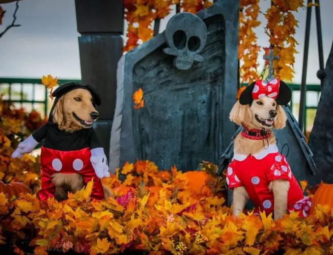 disney halloween fashion dogs