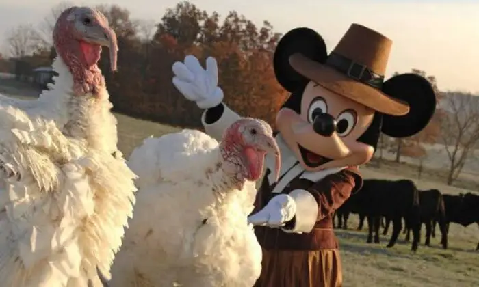 Disney chefs Thanksgiving tips