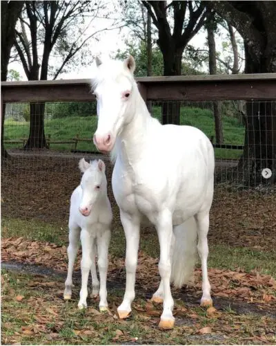 baby pony tri-circle ranch
