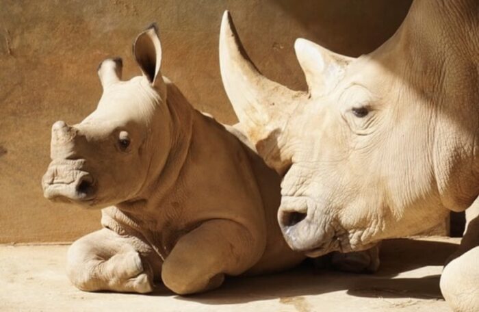 baby rhino animal kingdom