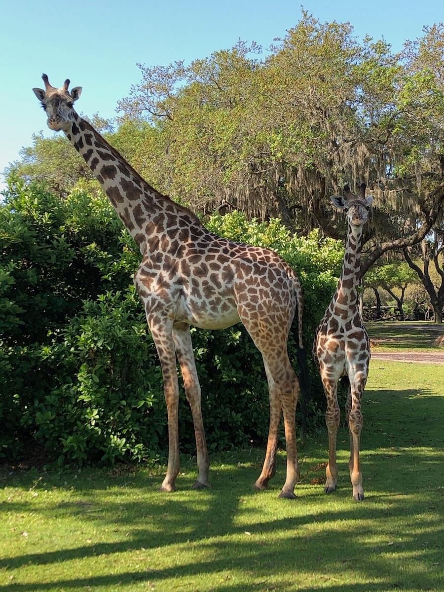 Disney's Animal Kingdom Celebrates Mother's Day With These Animal Moms!