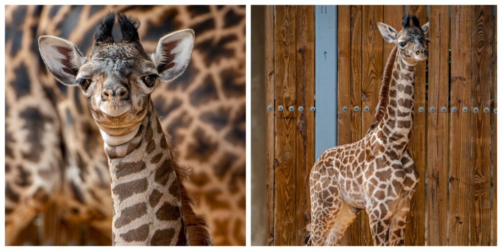 Disney's Animal Kingdom Welcomes New Baby Giraffe 1