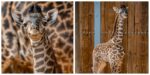 baby giraffe scaled