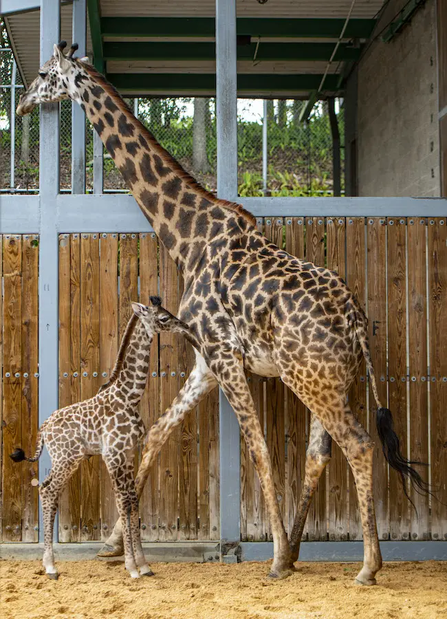 Disney's Animal Kingdom Welcomes New Baby Giraffe 2
