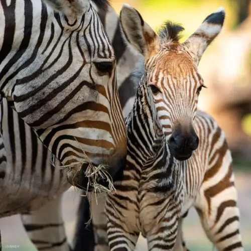 Dash Baby Zebra