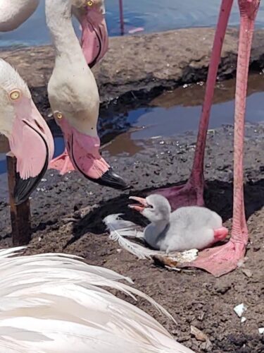 Flamingos Animal Kingdom