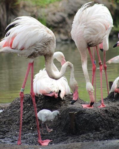 Flamingos Animal Kingdom
