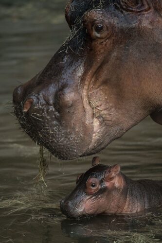 hippo animal kingdom