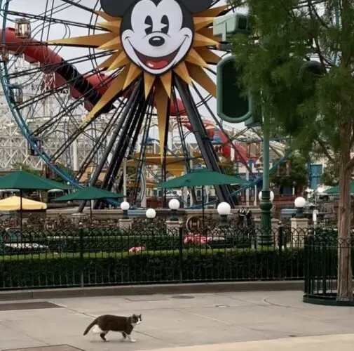Disneyland Cats