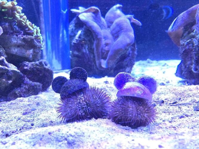 the seas with nemo & friends