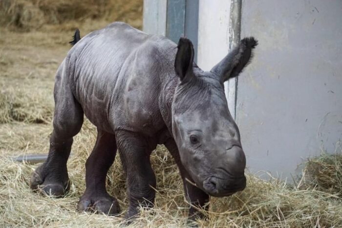 Baby rhino