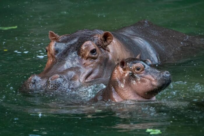 Baby hippo