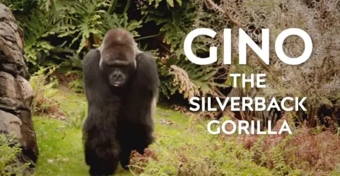 Disney silverback gorilla gino