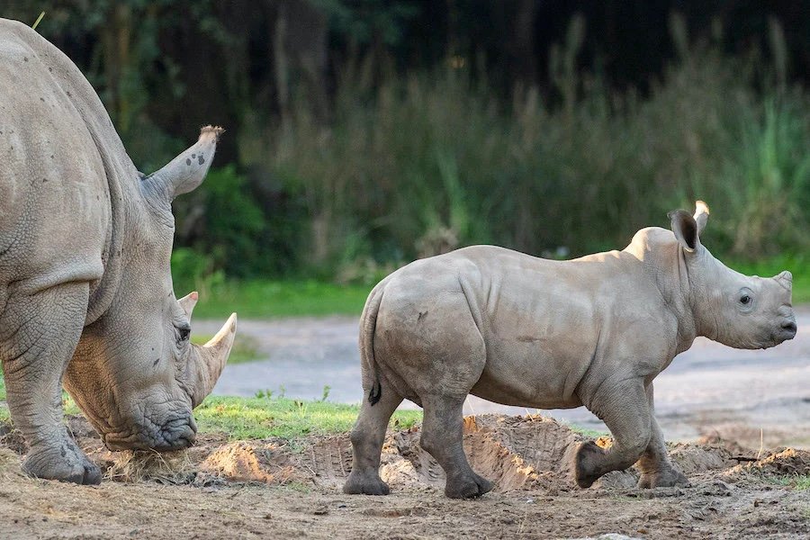 white rhino animal kingdom