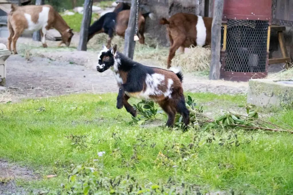 Adorable Baby Nigerian Dwarf Goats Have Joined The Kilimanjaro Safaris At Disney Animal Kingdom! 1