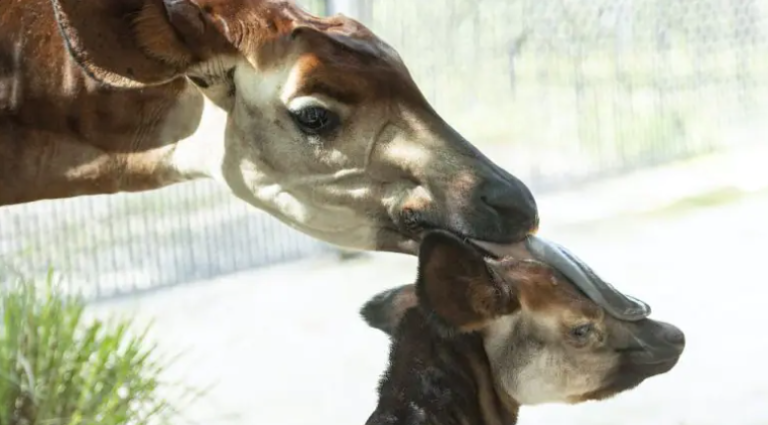 okapi