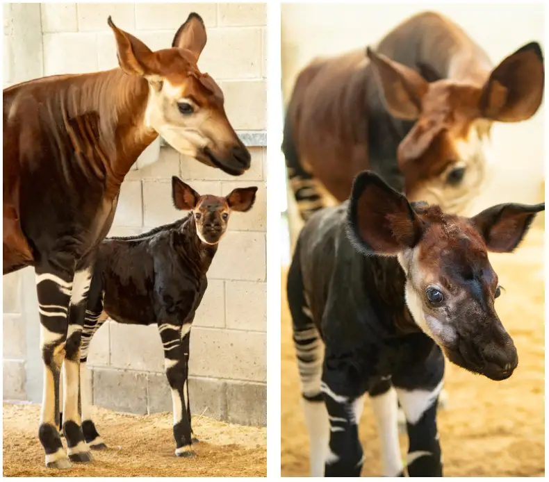Baby Okapi Born at Disney’s Animal Kingdom Lodge 1