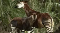 Beni The Okapi