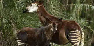 Beni The Okapi