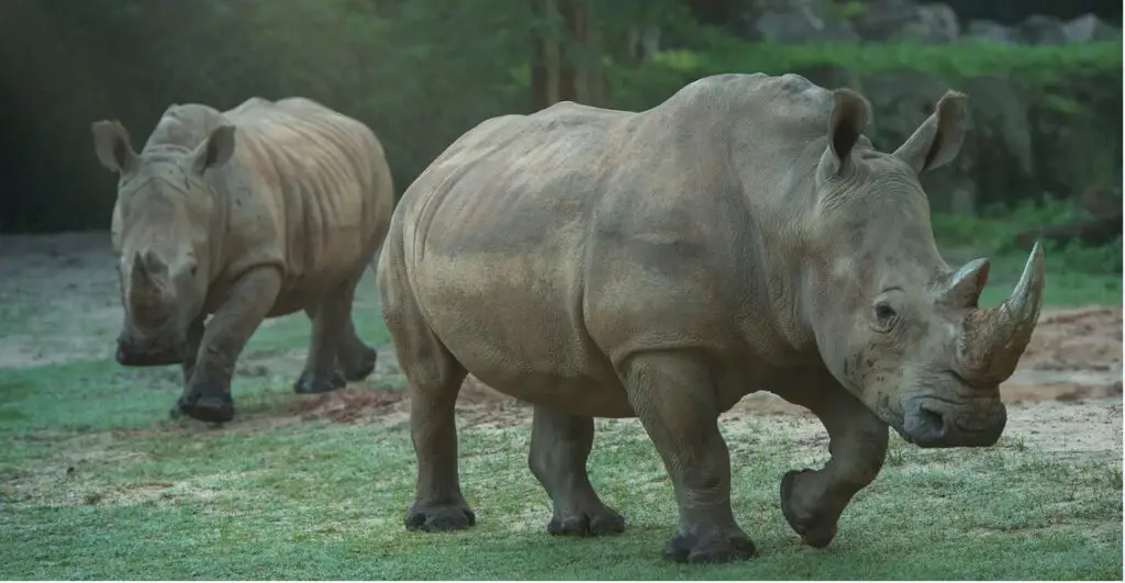 Enchanting Extras Up Close with Rhinos