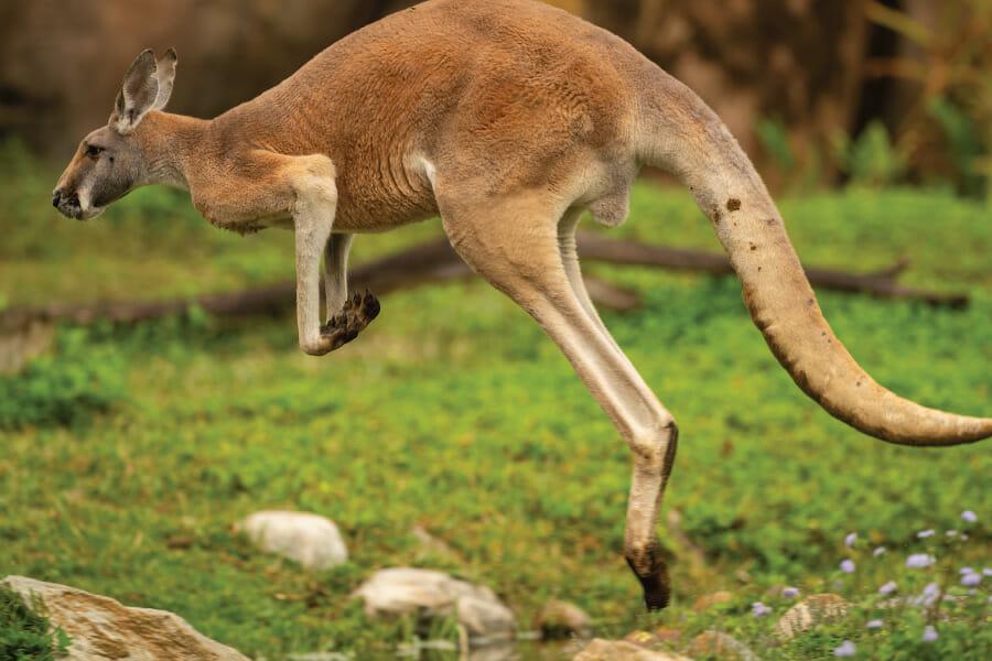 kangaroo