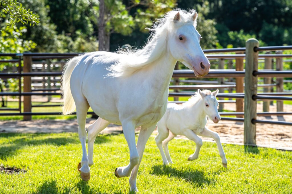 Cinderella Pony Pixie and Mom Lady2