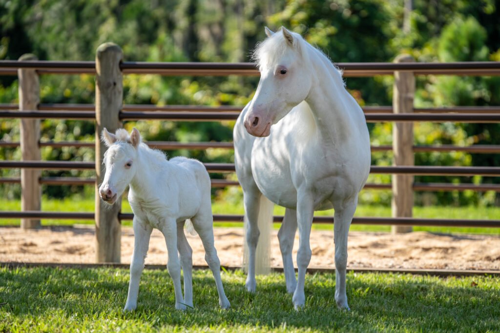 Cinderella Pony Pixie and Mom Lady4