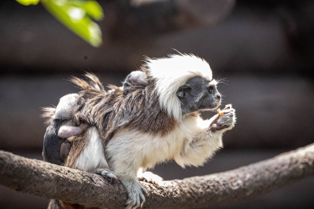 Cotton Top Tamarins