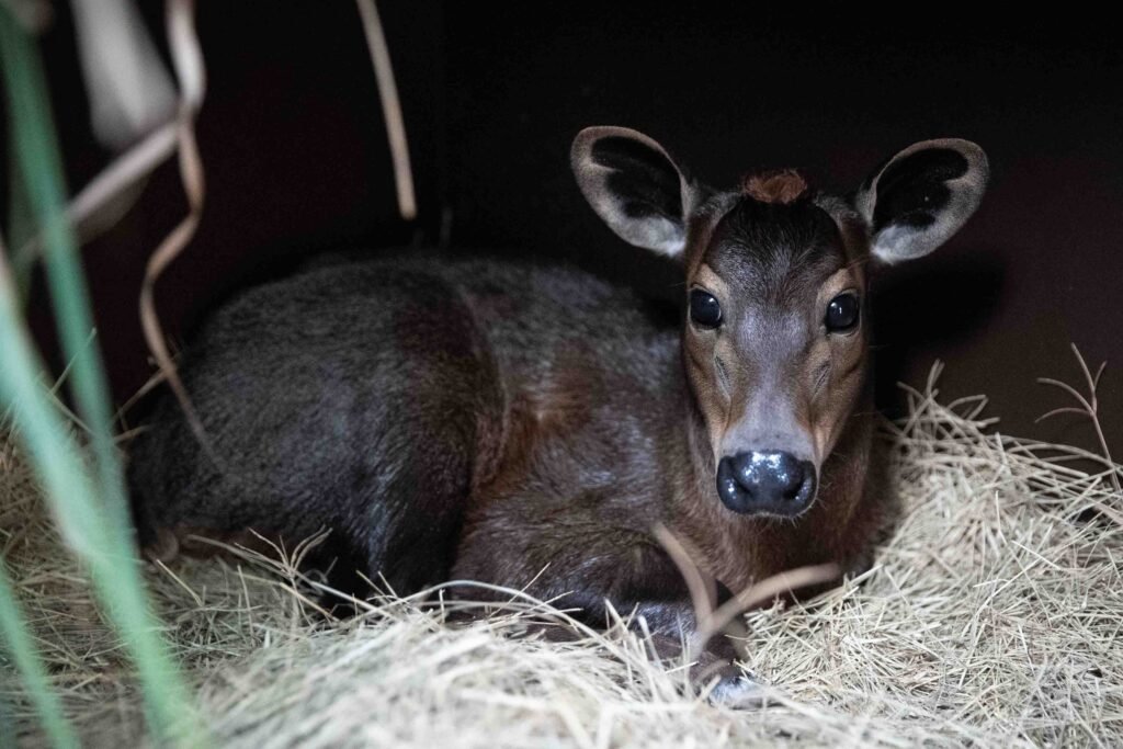 Newborn Penny Yellow Backed Duiker