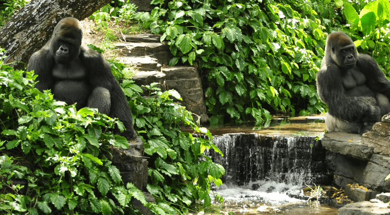 gorilla