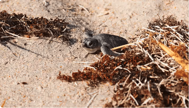 Vero Beach Sea Turtle 1