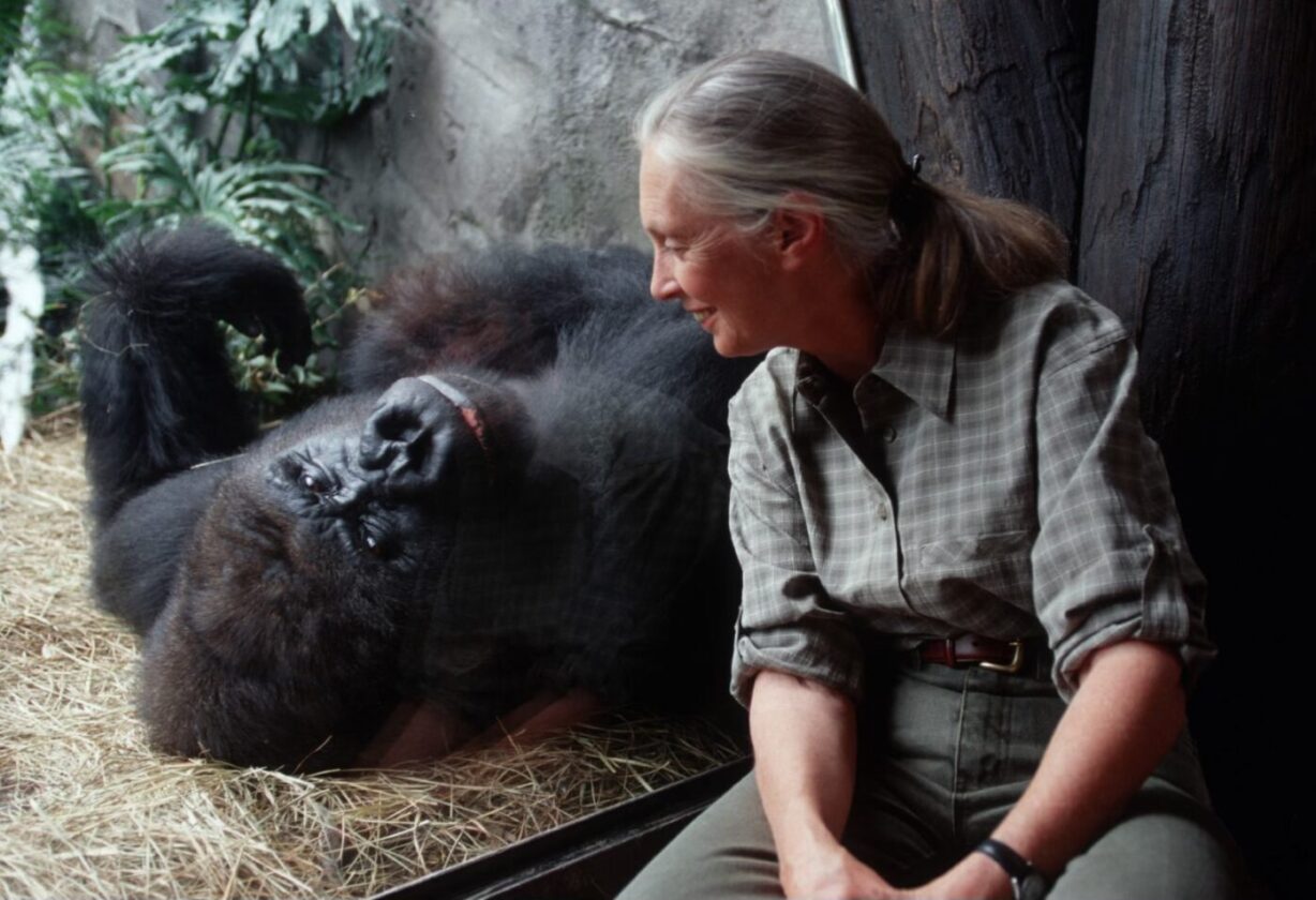 Disney Celebrates the 90th Birthday of Dr. Jane Goodall