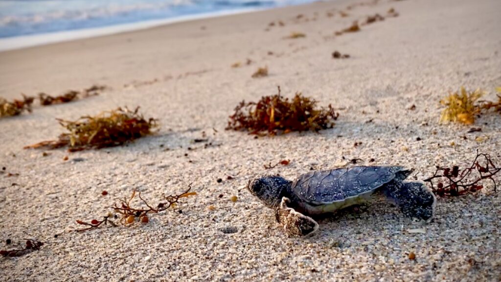 Saving Shells Unveiling Disney's Vero Beach Resort's Sea Turtle