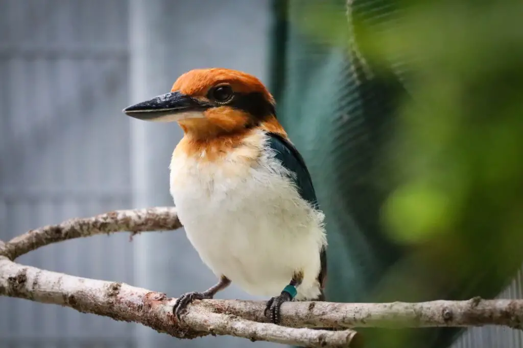 Guam Kingfisher