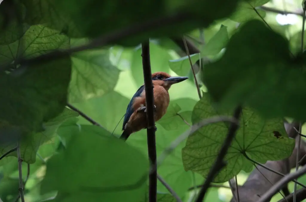 Guam Kingfisher