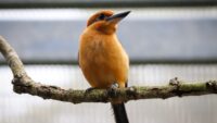 Guam Kingfisher