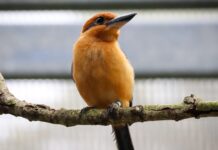 Guam Kingfisher