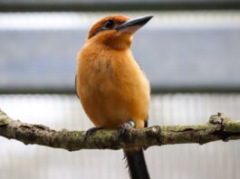 Guam Kingfisher