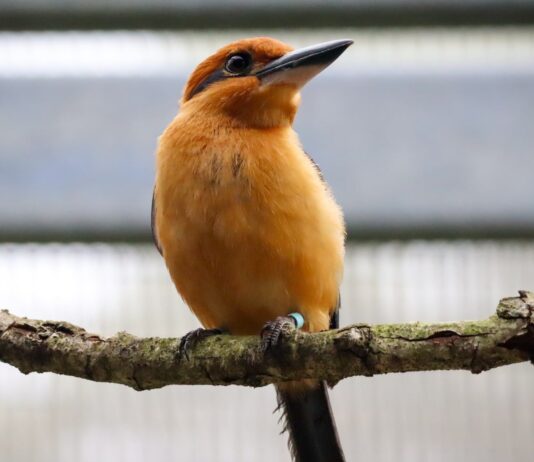 Guam Kingfisher