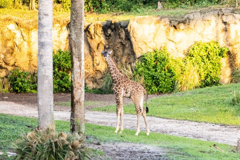 A Tall Welcome! Meet Tucker, Animal Kingdom’s Precious Baby Giraffe