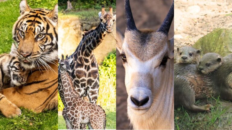 Animal Kingdom